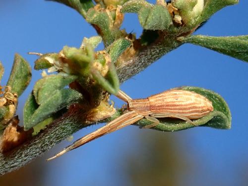 Runcinia flavida
